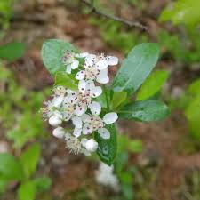 Attēlu rezultāti vaicājumam “Aronia melanocarpa flower”