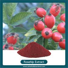 Image result for Rosa canina