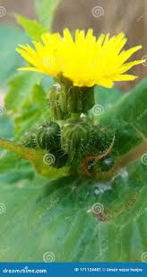 Attēlu rezultāti vaicājumam “Sonchus oleraceus bud”