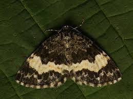 Attēlu rezultāti vaicājumam “Spargania luctuata”