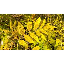 Attēlu rezultāti vaicājumam “Fraxinus excelsior leaf”