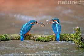 Attēlu rezultāti vaicājumam “Alcedo atthis”