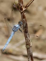 Attēlu rezultāti vaicājumam “Orthetrum brunneum”