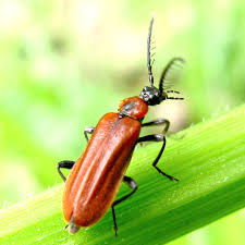 Attēlu rezultāti vaicājumam “Schizotus pectinicornis”