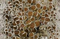 Attēlu rezultāti vaicājumam “Lecanora argentata”