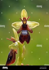 Attēlu rezultāti vaicājumam “Ophrys insectifera leaf”