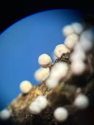 Attēlu rezultāti vaicājumam “Physarum globuliferum spores”