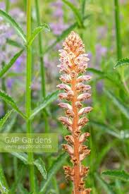 Attēlu rezultāti vaicājumam “Orobanche elatior flower”