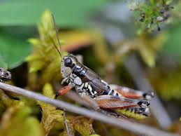 Attēlu rezultāti vaicājumam “Podisma pedestris”