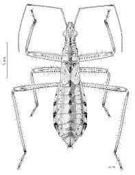 Attēlu rezultāti vaicājumam “Nabidae”