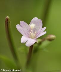 Attēlu rezultāti vaicājumam “Epilobium parviflorum”