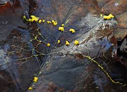 Attēlu rezultāti vaicājumam “Physarum contextum”