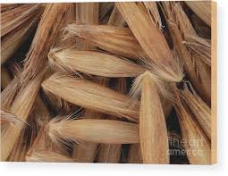 Attēlu rezultāti vaicājumam “Arrhenatherum elatius”