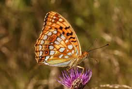 Attēlu rezultāti vaicājumam “Argynnis adippe”