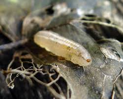 Attēlu rezultāti vaicājumam “Syrphus sp. larva”