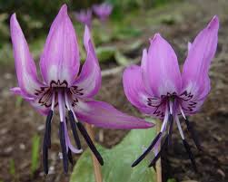 Attēlu rezultāti vaicājumam “Erythronium sibiricum”