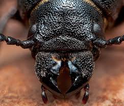 Attēlu rezultāti vaicājumam “Spondylis buprestoides”