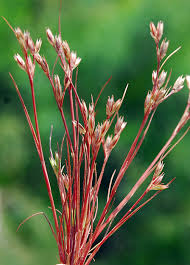 Attēlu rezultāti vaicājumam “Juncus bufonius”