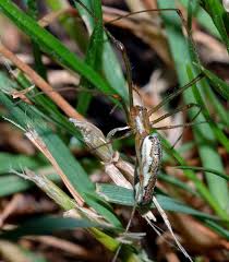 Attēlu rezultāti vaicājumam “Tetragnatha montana”