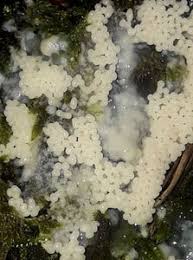 Attēlu rezultāti vaicājumam “Oligonema favogineum”