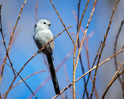 Attēlu rezultāti vaicājumam “Aegithalos caudatus”
