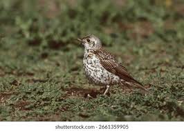 Attēlu rezultāti vaicājumam “Turdus viscivorus juvenile”