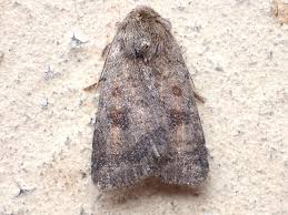 Attēlu rezultāti vaicājumam “Caradrina morpheus”