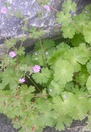 Image result for Storchschnäbel