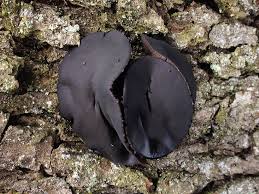 Attēlu rezultāti vaicājumam “Bulgaria inquinans”