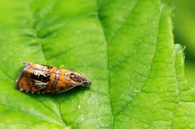 Attēlu rezultāti vaicājumam “Olethreutes arcuella”