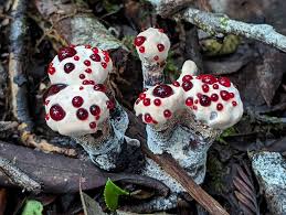 Attēlu rezultāti vaicājumam “Hydnellum sp.”