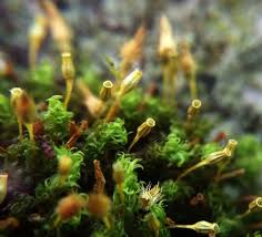 Attēlu rezultāti vaicājumam “Ulota crispa sporophyte”
