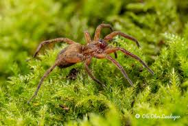 Attēlu rezultāti vaicājumam “Agroeca brunnea”