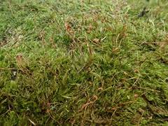 Attēlu rezultāti vaicājumam “Homomallium incurvatum”