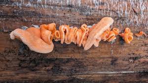 Attēlu rezultāti vaicājumam “Phyllotopsis nidulans”