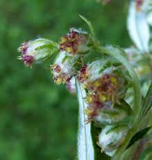 Attēlu rezultāti vaicājumam “Artemisia vulgaris bud”