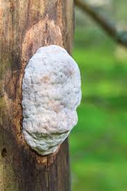 Attēlu rezultāti vaicājumam “Climacodon septentrionalis”