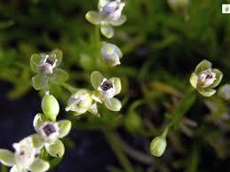 Attēlu rezultāti vaicājumam “Sagina procumbens flower”