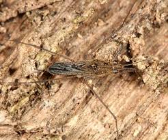 Attēlu rezultāti vaicājumam “Gerridae imago”