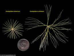 Attēlu rezultāti vaicājumam “Ceratophyllum submersum leaf”