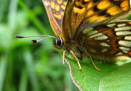 Attēlu rezultāti vaicājumam “Hamearis lucina underside”