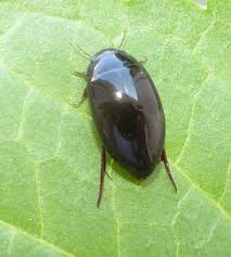 Attēlu rezultāti vaicājumam “Ilybius sp.”