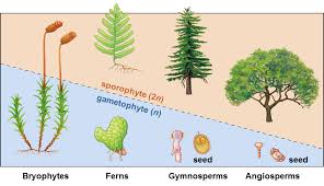 Attēlu rezultāti vaicājumam “sporophyte”