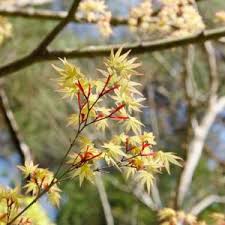 Attēlu rezultāti vaicājumam “Acer pseudoplatanus fo. purpurascens flower”