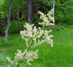 Attēlu rezultāti vaicājumam “Rheum rhabarbarum”