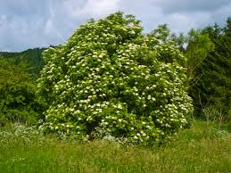 Attēlu rezultāti vaicājumam “Sambucus nigra flower”