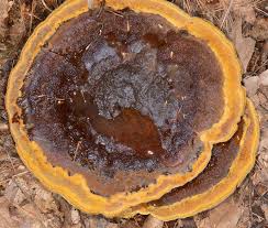 Attēlu rezultāti vaicājumam “Phaeolus schweinitzii”