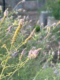 Attēlu rezultāti vaicājumam “Mentha longifolia flower”