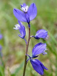 Attēlu rezultāti vaicājumam “Polygala vulgaris”