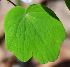 Attēlu rezultāti vaicājumam “Isopyrum thalictroides leaf”
